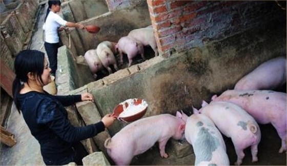養豬場 養豬場